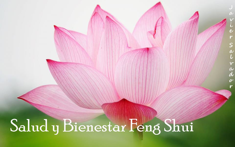 Salud y Bienestar Feng Shui